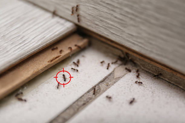 Best Best Pest Control Companies  in Largo, MD